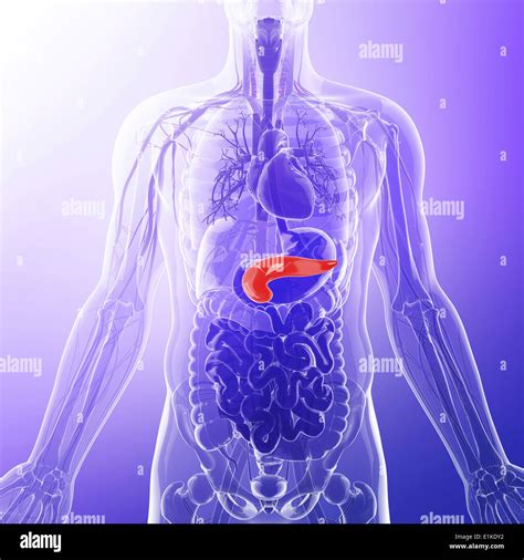 Tail Of Pancreas Hi Res Stock Photography And Images Alamy