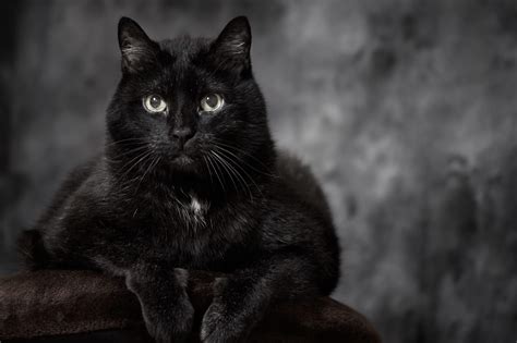 22 Black Cat Breeds Youll Want To Adopt Viral Report