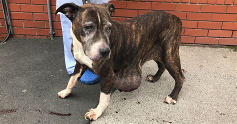 Staffordshire Bull Terrier Abandoned With Massive Lump On Her Stomach