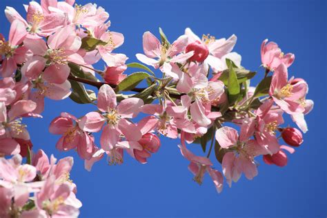Pink Blossoms On Crabapple Tree Picture Free Photograph Photos