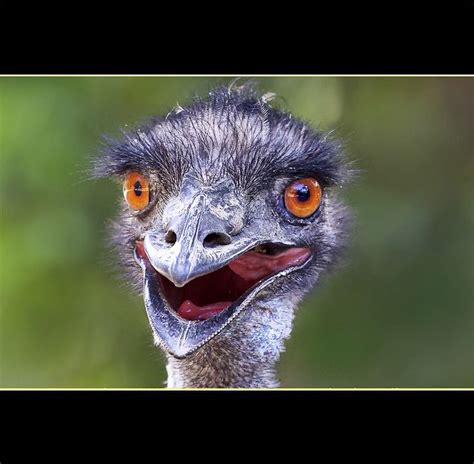 Emu Animals Funny Photos Stock Photos Funny