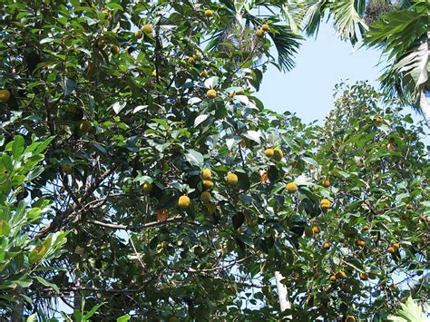 Wild Jack Fruit Facts And Health Benefits