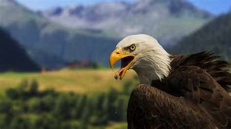 Download Bald Eagle 4k Wallpaper Full 1080p Ultra Hd By Arielmartin