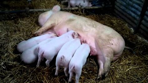 Middle White Pigs Feeding Porkers Baby Chubby Milk Youtube