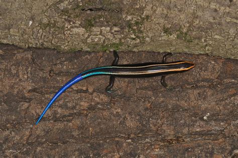 Lizard Blue Tailed Skink 四 石龍子 Eumeces Quadrilineatus