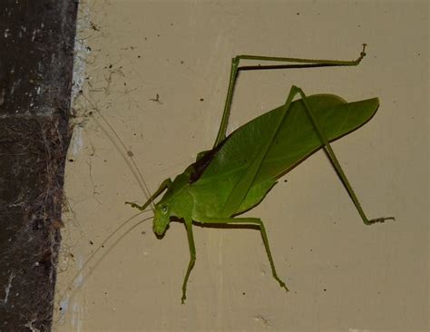 Hill Shepherd The Singing Katydid