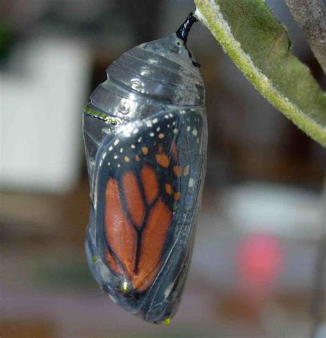 Monarch Chrysalis Monarchs Pinterest Beautiful Bugs And Tattoo