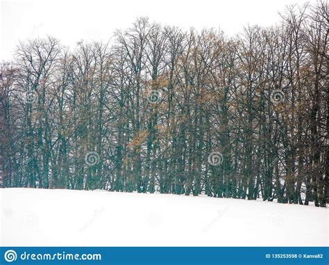 Winter Field And Forest Stock Photo Image Of Deciduous 135253598