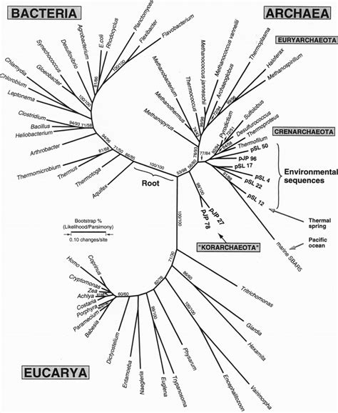 Universal Unrooted Phylogenetic Tree Showing Positions Of Major Download Scientific Diagram