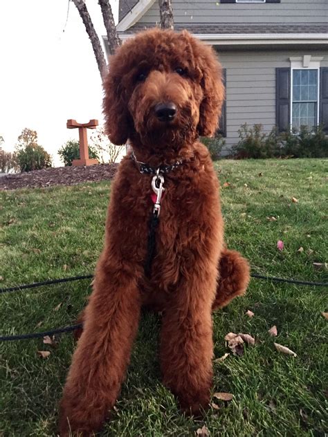 What is a toy goldendoodle, how big do they get, size of a full grown toy golden doodle, are they hypoallergenic, and pictures. 11/2016. Simon's first haircut! Red standard poodle ...