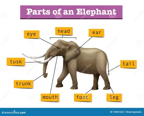 Diversas Partes Del Elefante Salvaje Ilustración Del Vector