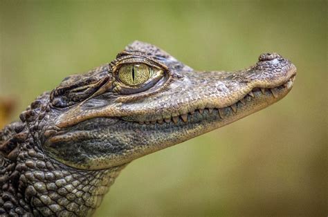 Alligator Free Stock Photo Public Domain Pictures