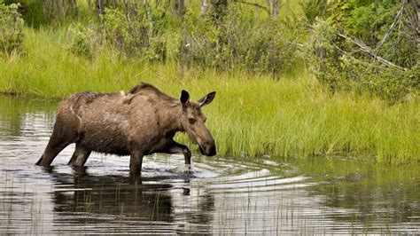 An Aggressive Moose In Teller Had Rabies Its The States First