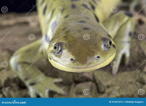 Salamandra De Tigre Occidental Mavortium Del Ambystoma Imagen De