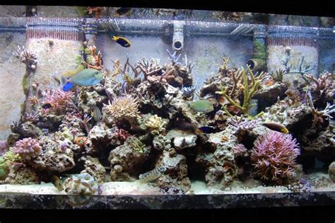 Photo 7 210 Gallon In Wall Sps Reef Display 135 Gallon R
