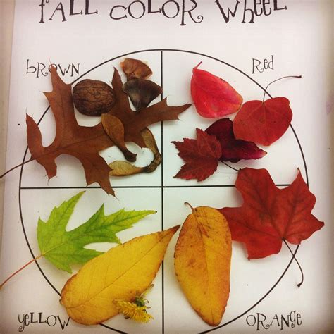 Color Wheel With Autumn Leaves And Seeds Created By Jen Oleson Color