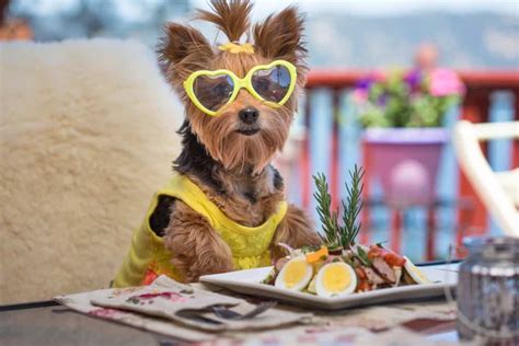 What is the best least expensive dog food? Best Dog Food for Yorkies (March 2021) - Buyer's Guide and ...