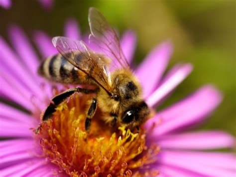 Animaux Et Insectes Qui Prennent Soin De Votre Jardin Conseil Jardin