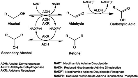 PDF aldehydes and ketones may be reduced to form PDF Télécharger