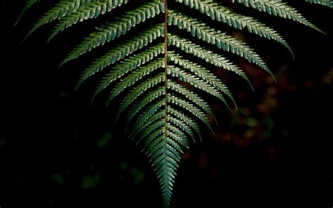 Download Wallpaper 3840x2400 Fern Sheet Carved Green Branch 4k