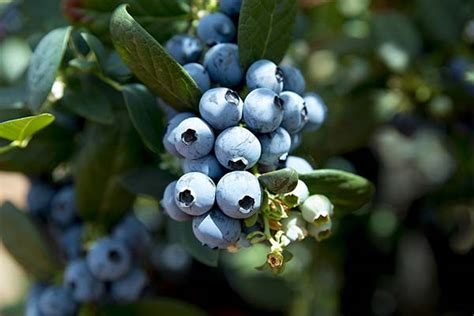 How To Grow Blueberries A Comprehensive Guide For Beginners Evans