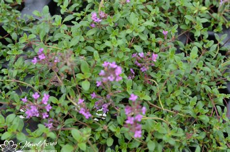 Thymus Thyme Coccineus Group Creeping Red Floral Acres