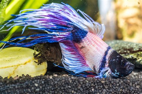 Betta Fish Laying On Bottom Of Tank Causes And Treatments