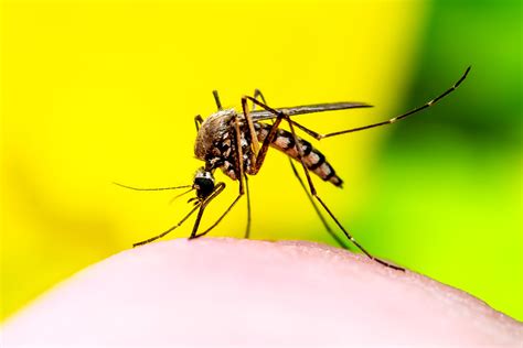 Climate Change Is Fuelling The Spread Of Deadly Tropical Diseases