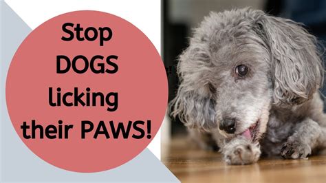 What To Put On Dogs Feet To Stop Licking