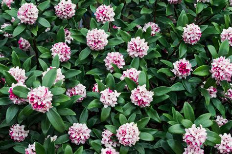 Daphne Shrubs Plant Care And Growing Guide