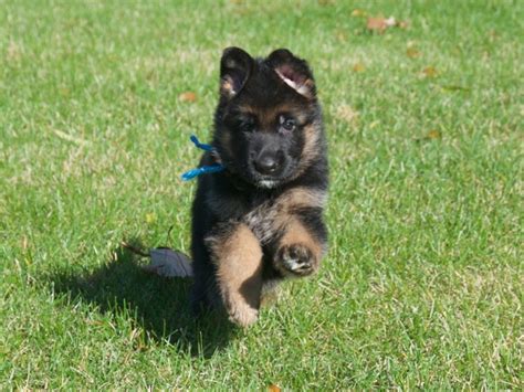 German shepherd puppies ohio, williamsport, ohio. Vollmond - German Shepherd Puppies For Sale | Chicago ...