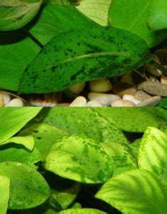 Spot algae can be removed mechanically. How to Remove Green Spot Algae in Aquariums - Shrimp and ...