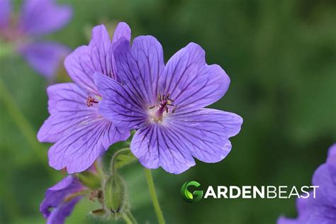 Hardy Geranium Guide How To Grow And Care For Cranesbill Geraniums