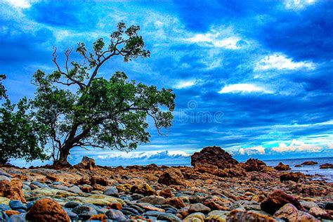 Mangrove Trees On The Beach Stock Image Image Of Rock Trees 177517985