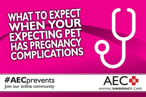 What To Expect When Your Expecting Pet Has Pregnancy Complications