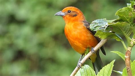 Flame Colored Tanager In Costa Rica Youtube