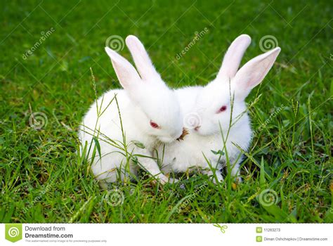 Two Rabbits On The Grass Stock Image Image Of Farm Horizontal 11263273