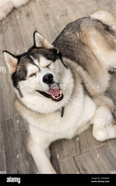 Siberian Husky Dog With A Happy Face Stock Photo Alamy
