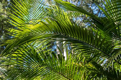 A Complete Lady Palm Growing And Care Guide Garden And Happy