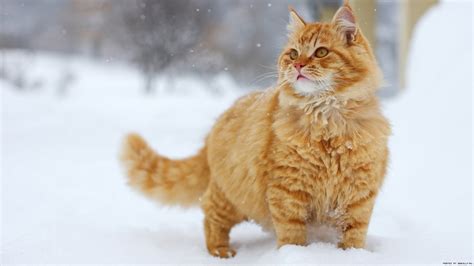 Yellow Persian Tabby Cat Standing On Snow Hd Wallpaper Wallpaper Flare