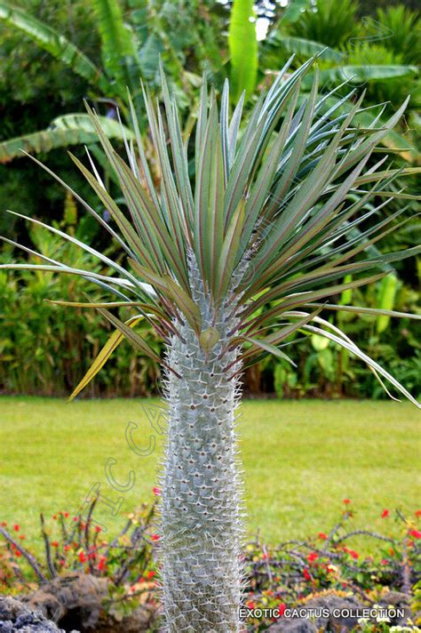 Pachypodium Geayi Rare Madagascar Tree Palm Succulent Cacti Cactus 5