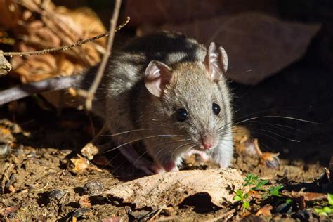 Common Types Of Rodents In California Facility Pest Control