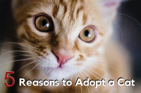 Considering Adopting A New Pet 5 Reasons To Adopt A Cat Homey Gnome