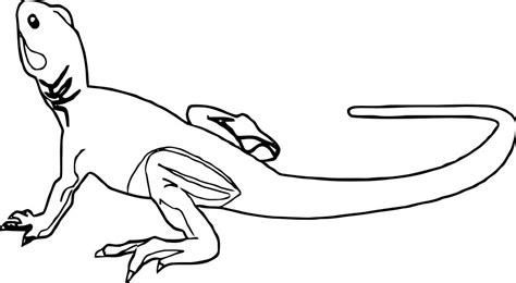 Lizard Coloring Pages