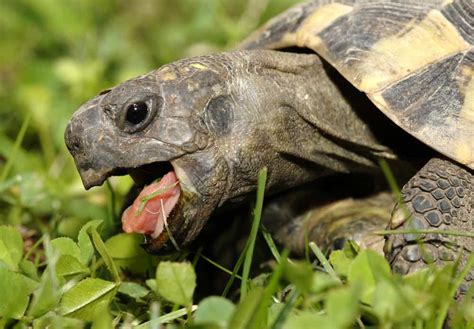 What Do Turtles Eat Fresh Commercial Food Sources Lovetoknow Pets