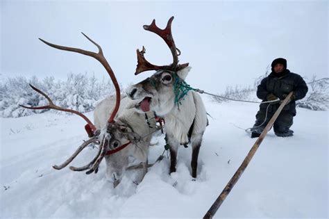 Jingle All The Way Spending Christmas With Russia S Arctic Reindeer Herds