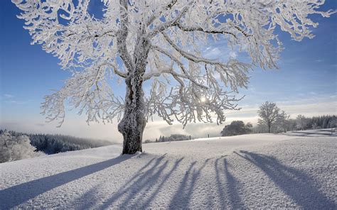 雪中的树图片 雪中的树图片大全 Zol桌面壁纸