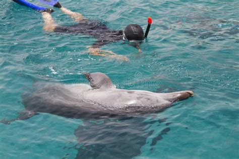 Black Sea Bottlenosed Dolphin Stock Photo Image Of Cute Blue 108519050