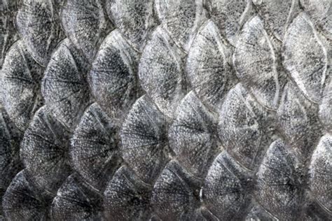 Fish Scale Texture Stock Image Image Of Background 147442785