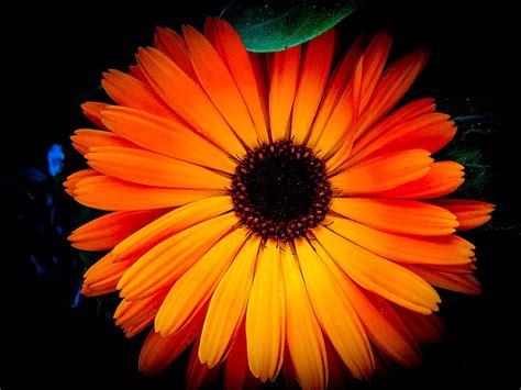 4k Free Download Orange Flower Flowers Nature Hd Wallpaper Peakpx